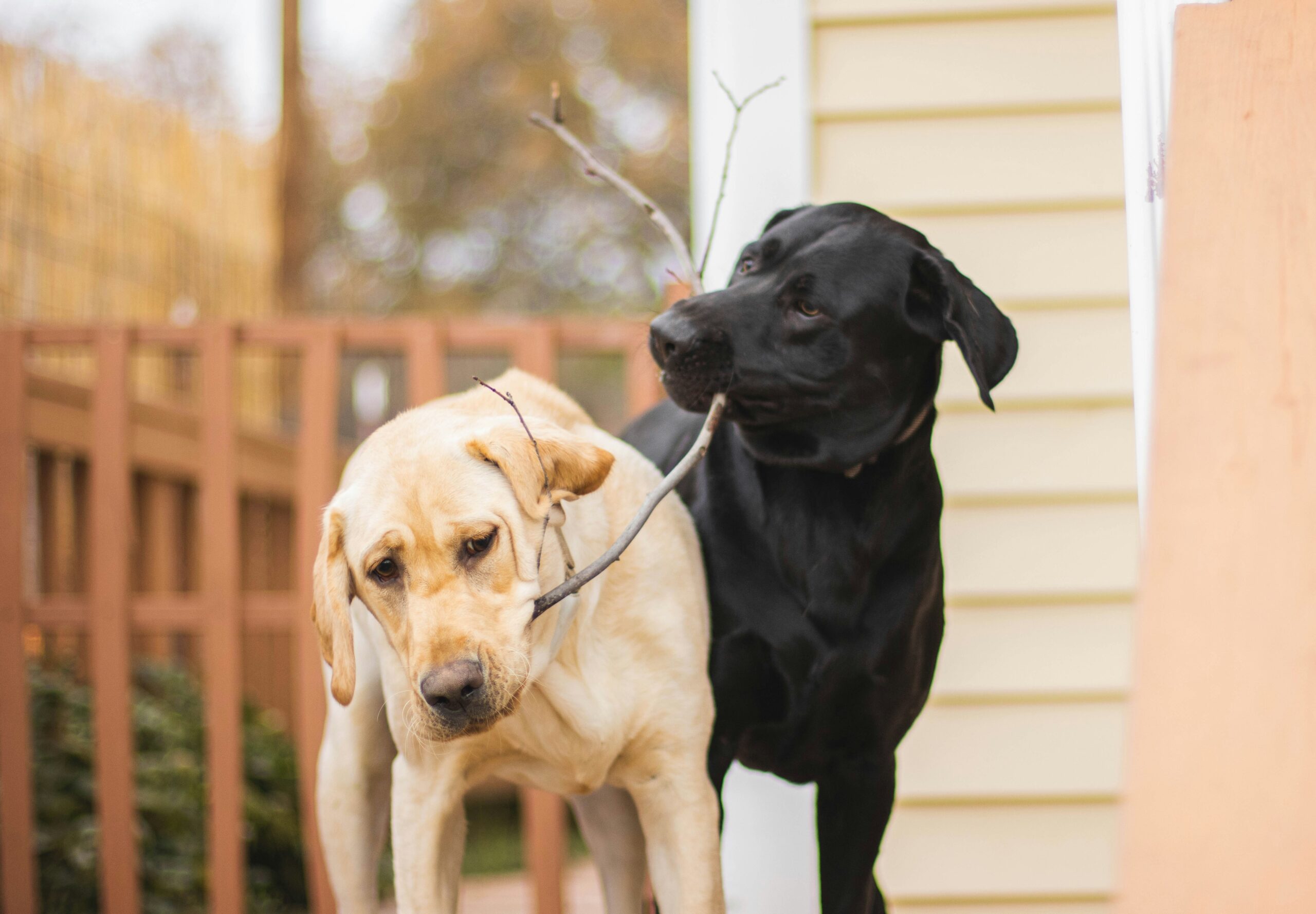 pet-friendly home security
