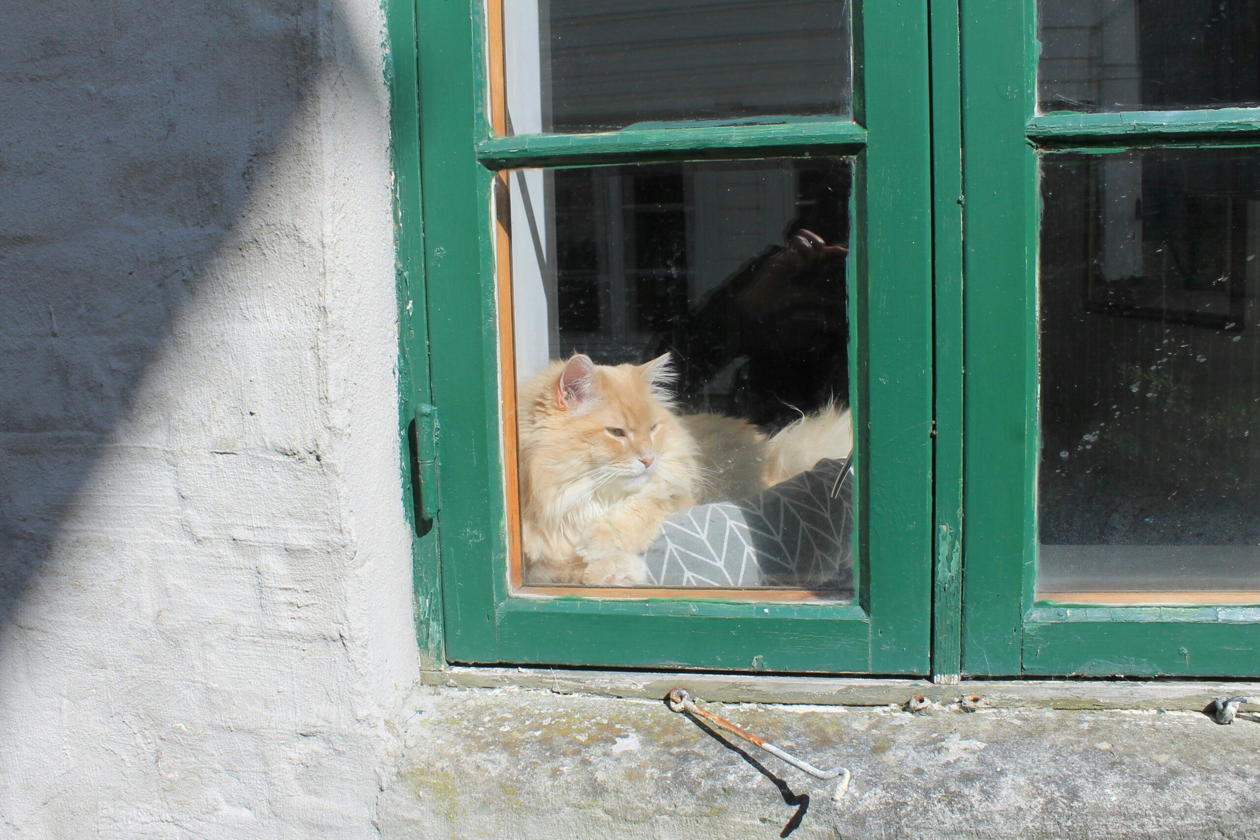 Pet-Friendly Security Solutions: Protecting Your Home and Furry Friends