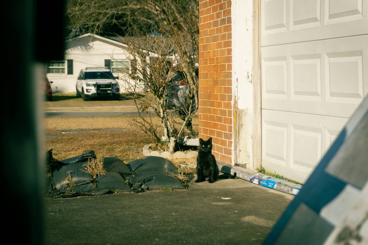 A black cat sits outside a brick building.